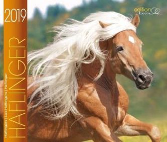 Haflinger 2019