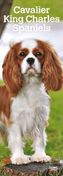 Cavalier King Charles Spaniels 2019