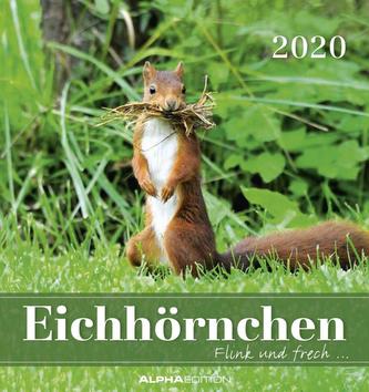 Eichhörnchen 2020 - Postkartenkalender (16 x 17) - Squirrels - zum Aufstellen oder Aufhängen - Geschenkidee - Tierkalender - Gad