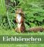 Eichhörnchen 2020 - Postkartenkalender (16 x 17) - Squirrels - zum Aufstellen oder Aufhängen - Geschenkidee - Tierkalender - Gad