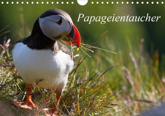 Papageientaucher (Wandkalender 2021 DIN A4 quer)