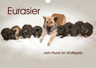 Eurasier, der Hund im Wolfspelz (Wandkalender 2021 DIN A4 quer)