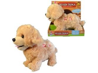 Ťapka - Golden retriever, rozumí hlasovým příkazům, 23cm
